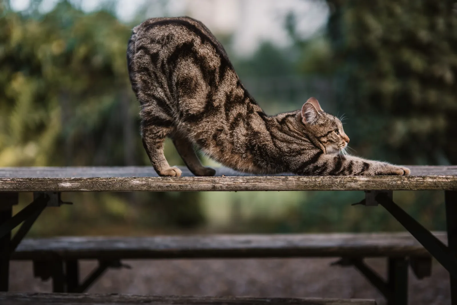 Eine getigerte Katze streckt sich genüsslich auf einem alten Holztisch im Garten