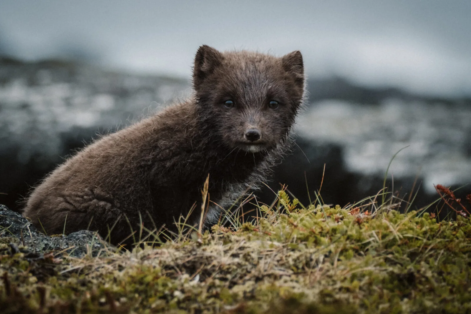 Junger Polarfuchs mit dunklem Fell sitzt im Moos und schaut direkt in die Kamera