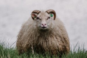 Island Westfjorde – Nord Adventure Reisen
