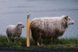 Island Westfjorde – Nord Adventure Reisen