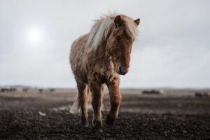 Island Westfjorde – Nord Adventure Reisen