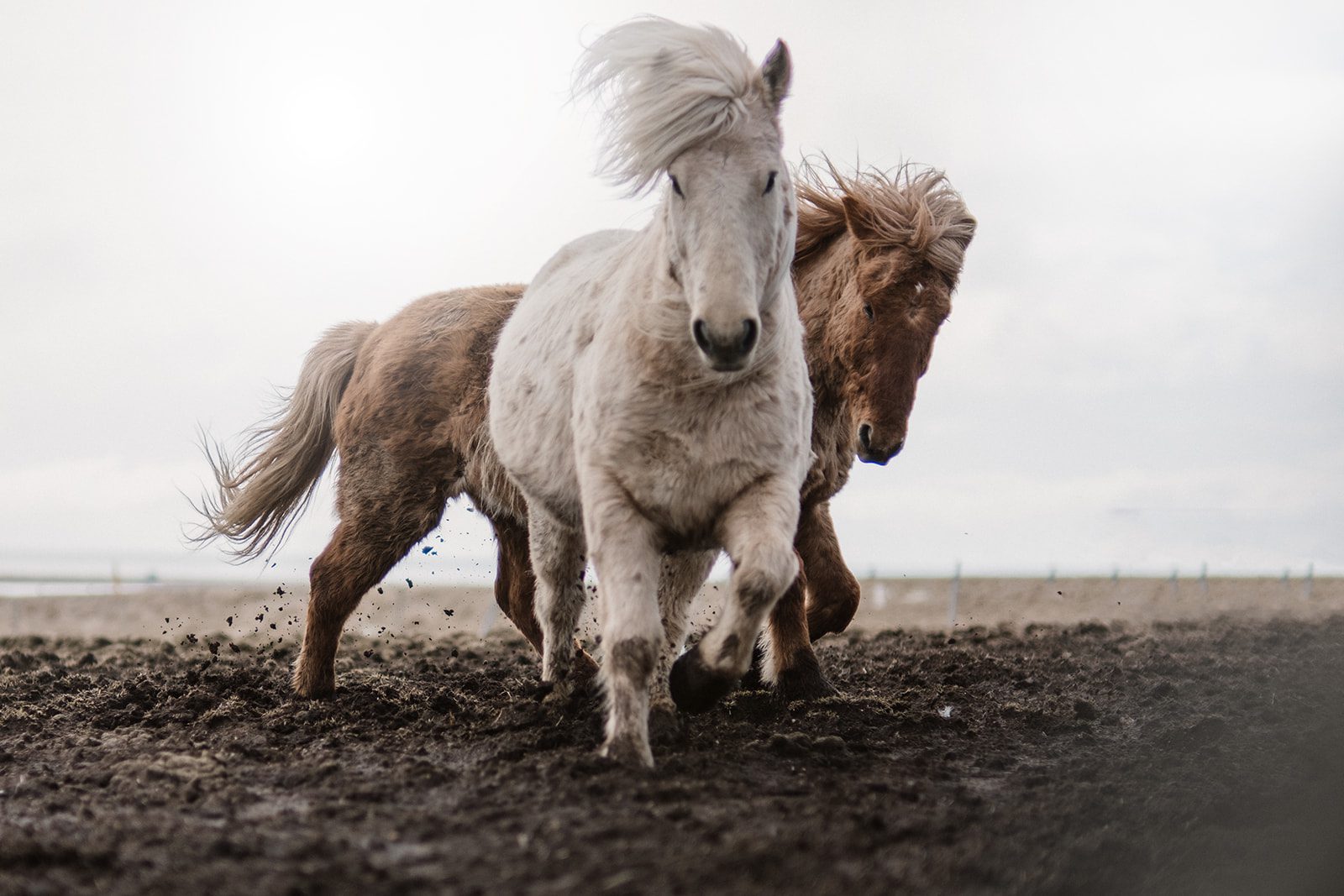 Island Westfjorde – Nord Adventure Reisen
