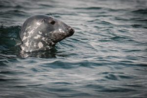 Island Westfjorde – Nord Adventure Reisen