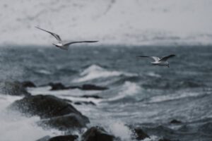 Island Westfjorde – Nord Adventure Reisen