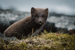 Island Westfjorde – Nord Adventure Reisen