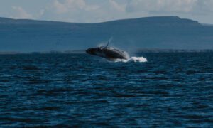 Island Westfjorde – Nord Adventure Reisen