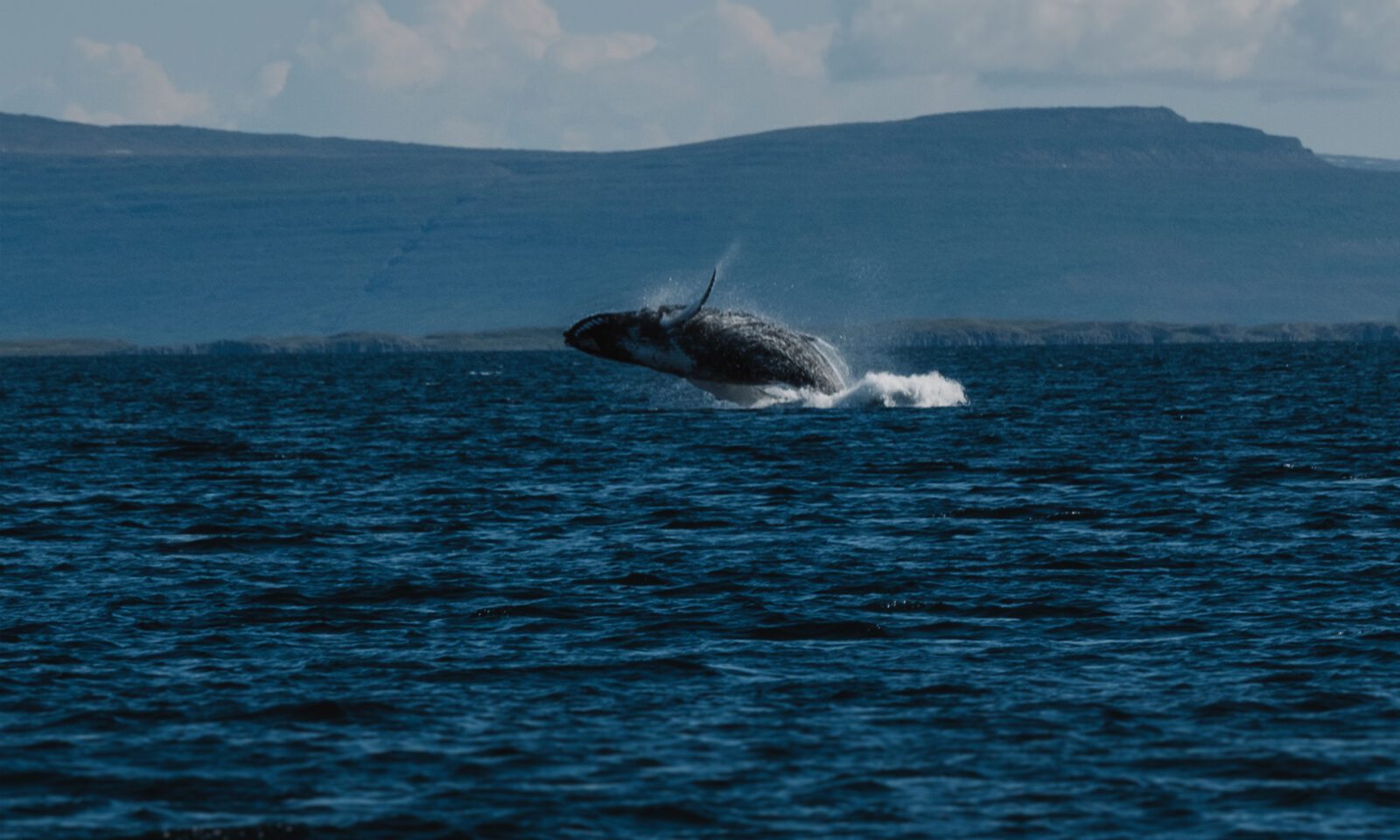 Island Westfjorde – Nord Adventure Reisen